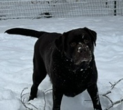 Buddy Stuchulski