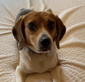Bailey Ficket