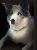 Cody